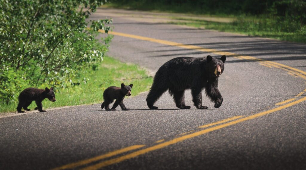 Brake or Swerve? The Ultimate Guide to Navigating 34 Different Animal Crossings