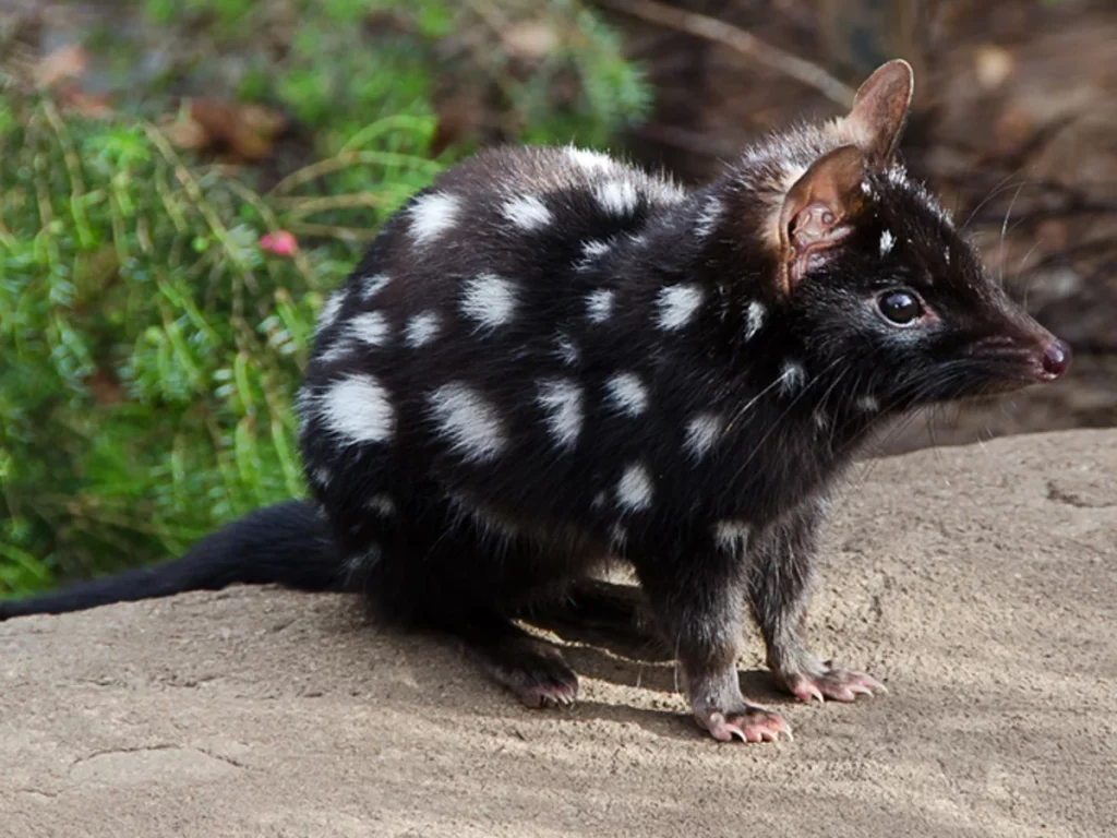38 Weird and Fascinating Animals You Will Only Find in Australia