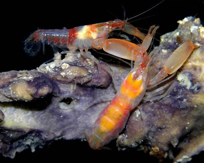 Earth&#8217;s Sonic Superstars: The 40 Loudest Animals Ranked