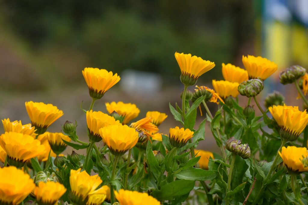 25 Pollinator-Friendly Plants to Support Local Ecosystems in Your Backyard