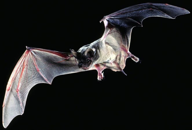 These are the 28 Smallest Mammals on Earth