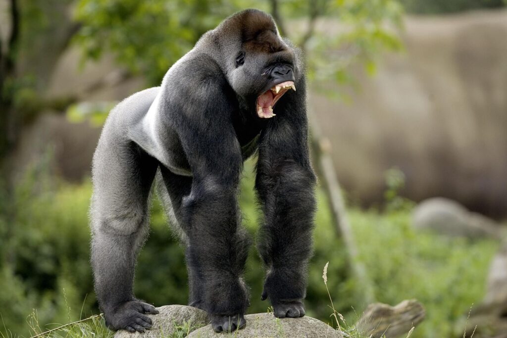 25 Reasons a Silverback Gorilla Would Demolish 20 Humans in Combat