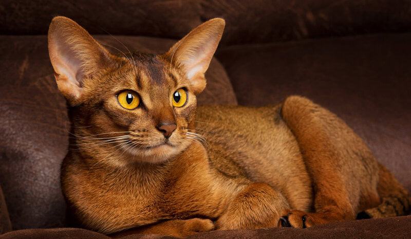 25 Unique Cat Breeds That You’ve Probably Never Seen