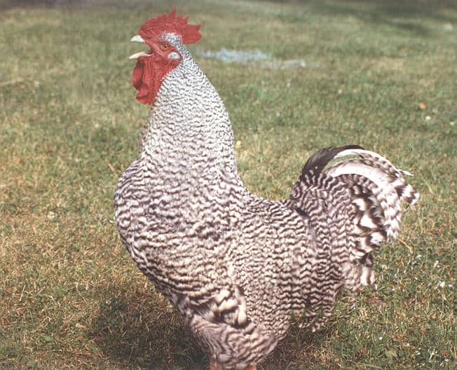 25 of the Most Beautiful Domesticated Chickens in America
