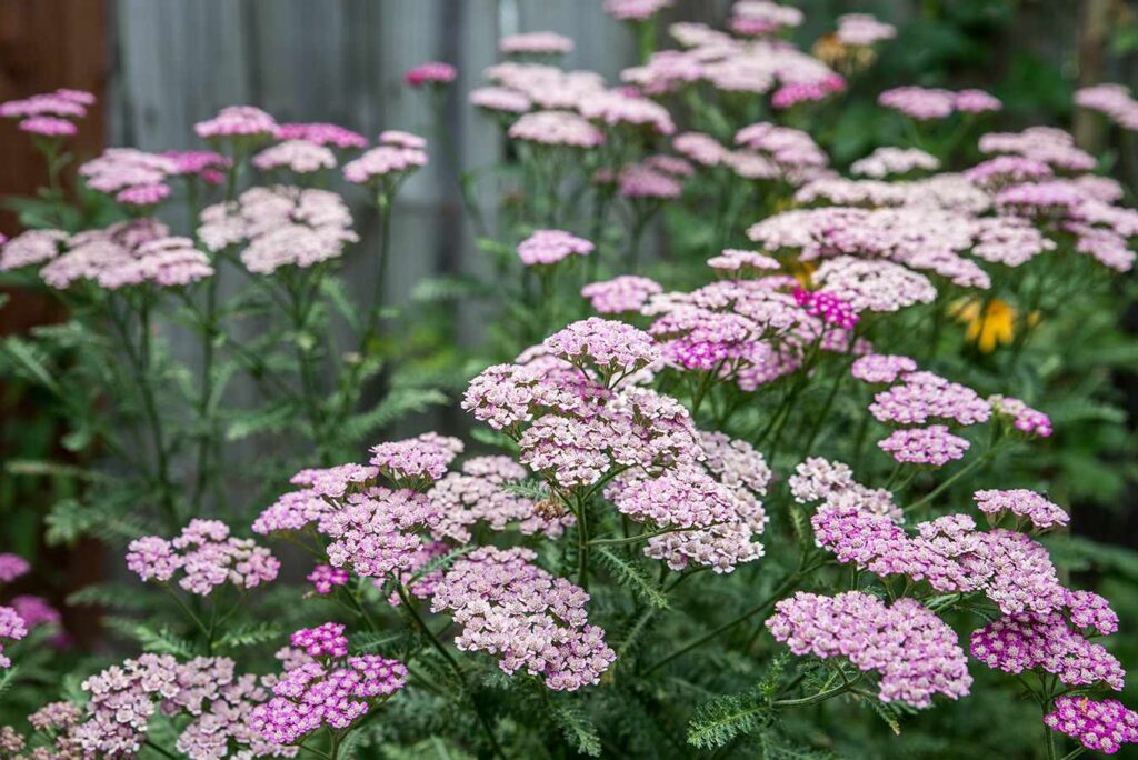 These 33 Plants Will Attract Butterflies To Your Garden