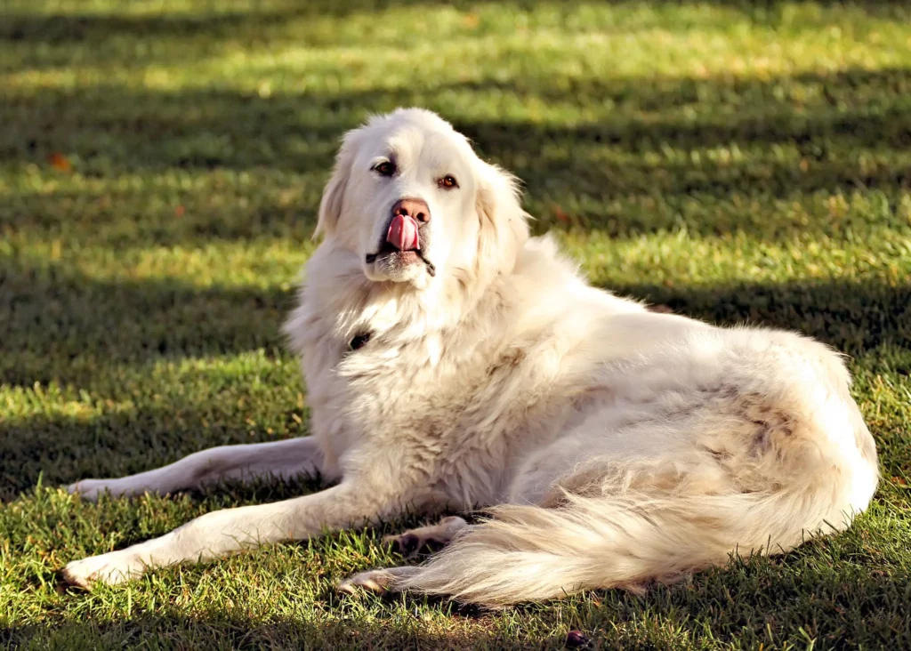 25 Best Guard Dog Breeds to Consider Adding to Your Family