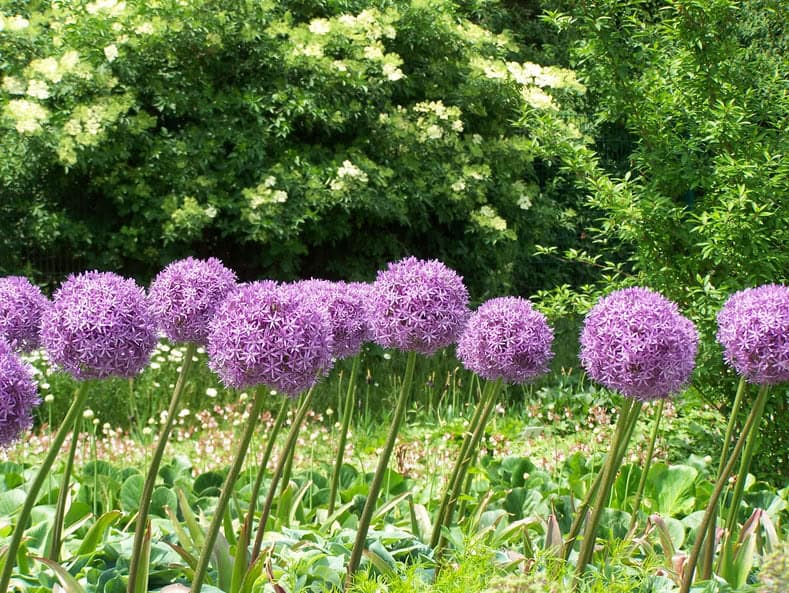 We Found the Best Plants for Keeping Deer Out of Your Garden All Year