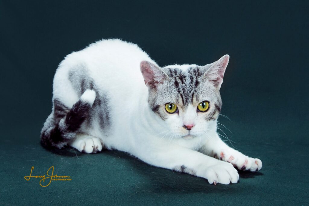 25 Unique Cat Breeds That You’ve Probably Never Seen