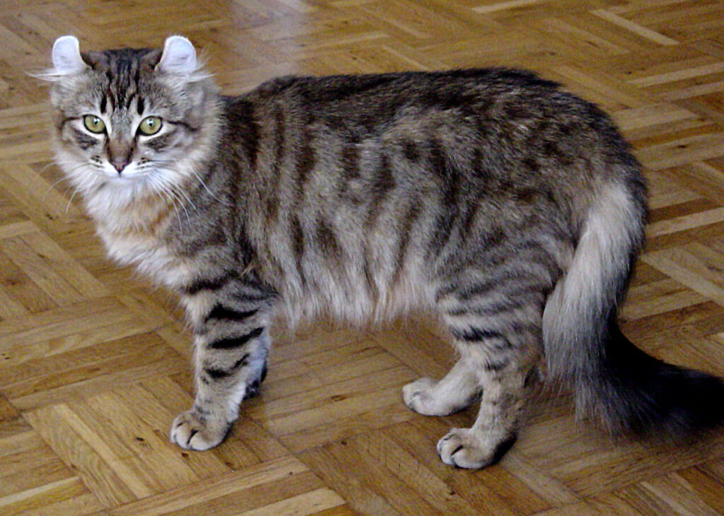 15 Best Cat Breeds for Homes with Multiple Felines and 8 That Thrive Alone