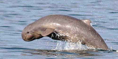 25 Aquatic Mammals You Probably Did Not Know About