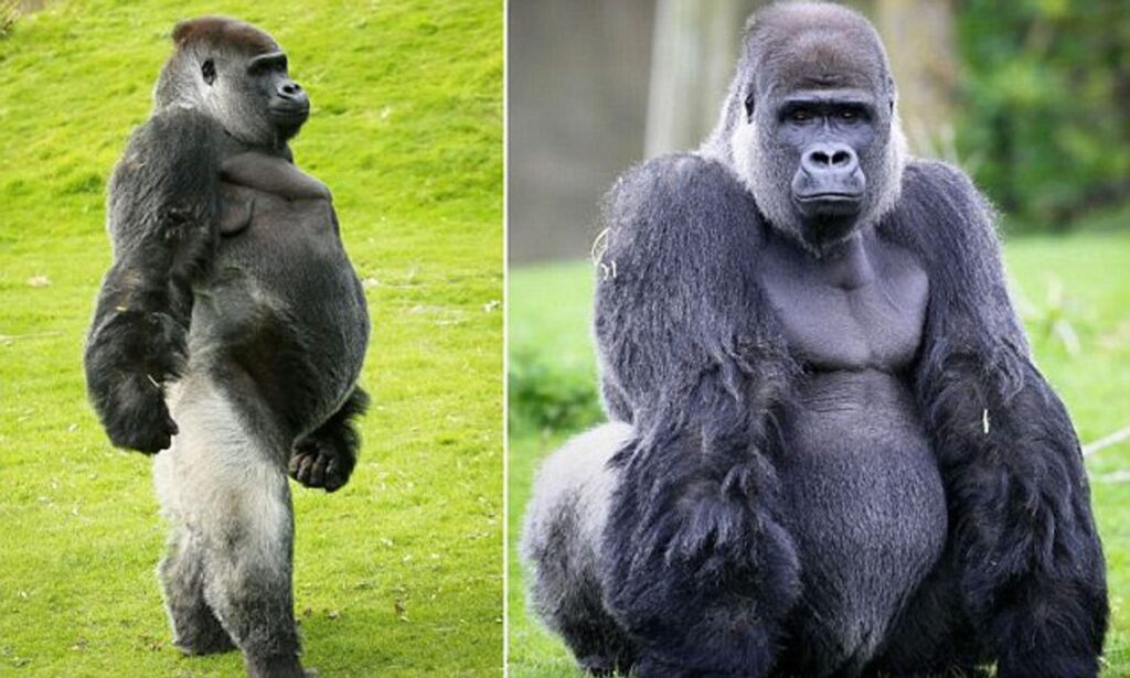 25 Reasons a Silverback Gorilla Would Demolish 20 Humans in Combat