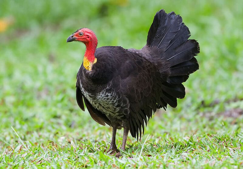 38 Weird and Fascinating Animals You Will Only Find in Australia