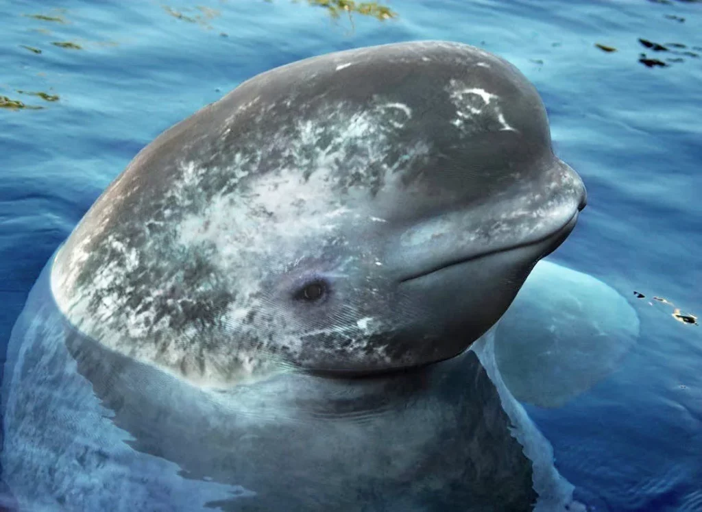 30 Astonishing Animal Hybrids Straight From Nature