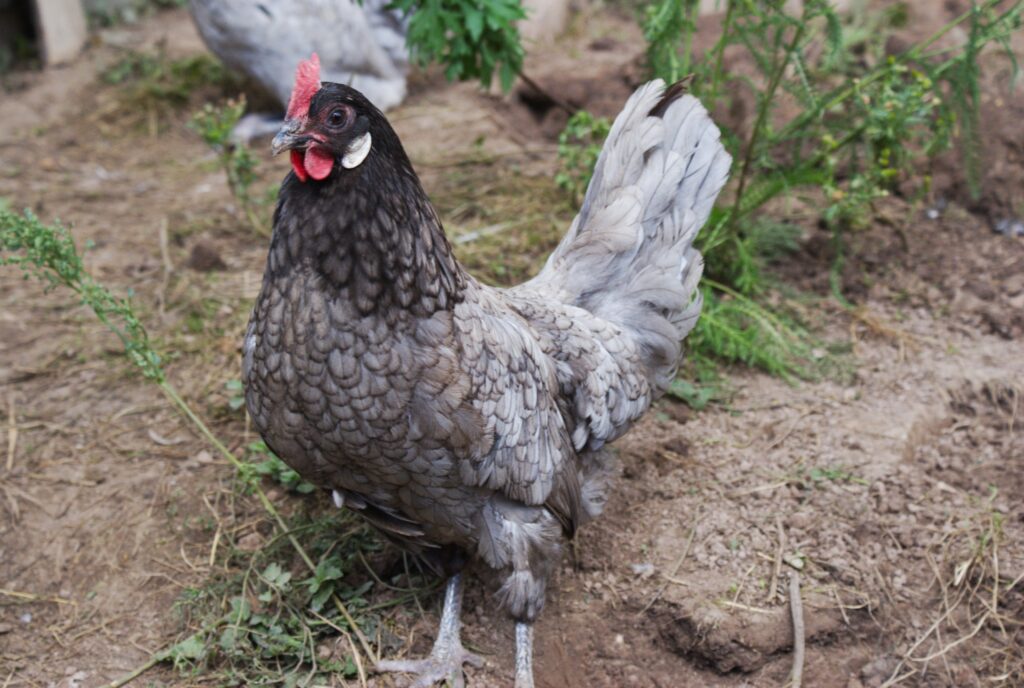 25 of the Most Beautiful Domesticated Chickens in America