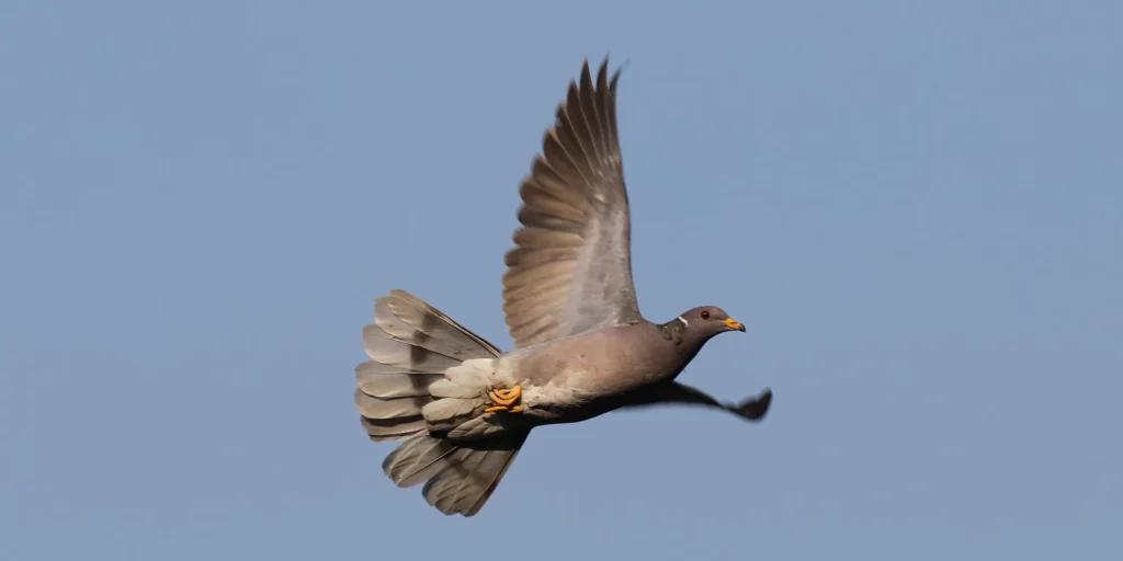 30 Animals That Traded Freedom for Friendship: The Story of Domestication