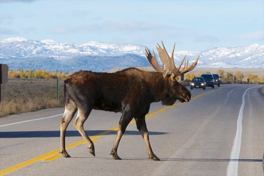 Brake or Swerve? The Ultimate Guide to Navigating 34 Different Animal Crossings