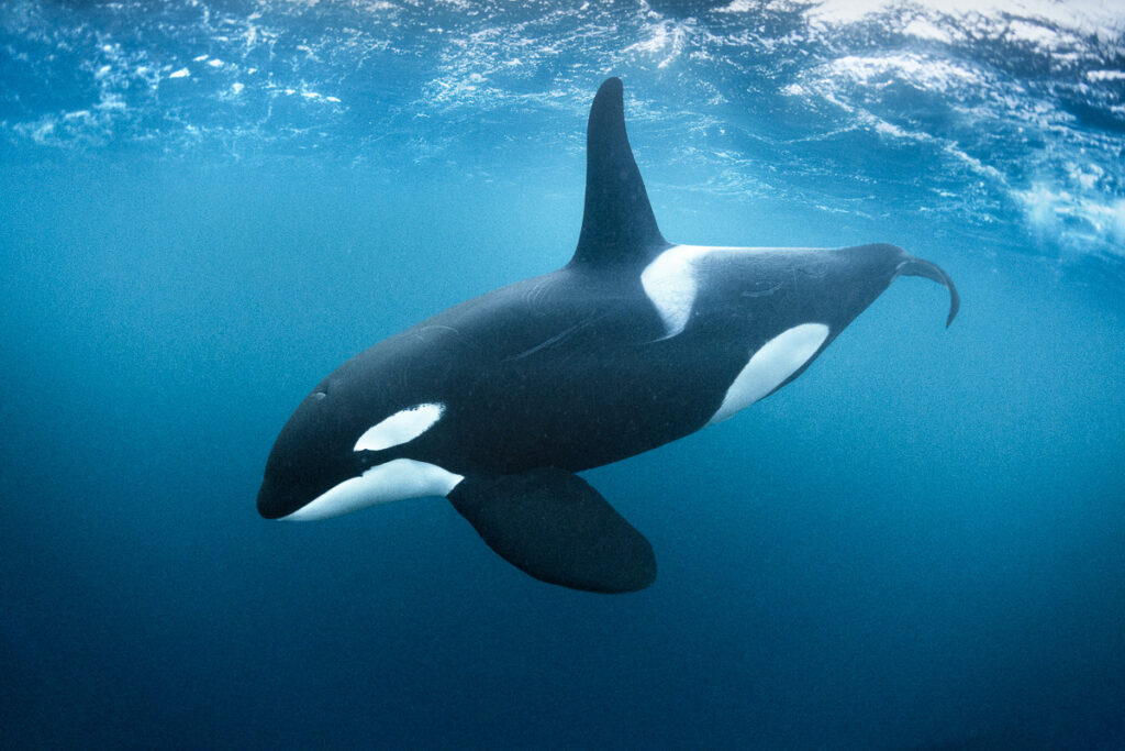 Sound Hunters: 33 Incredible Animals That Navigate Their World Through Echoes