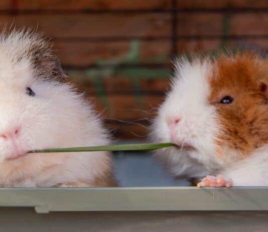 22 Pocket-Sized Pets That Are Perfect Companions