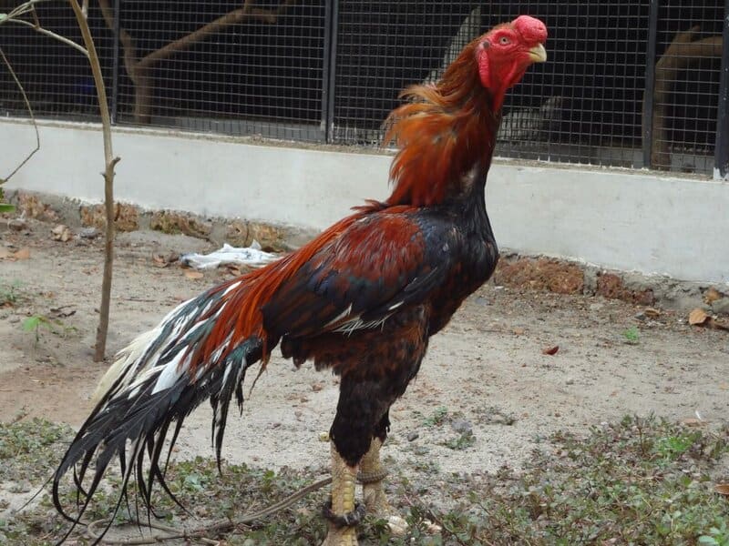 Revolutionary DNA Study Proves Your Chicken Is Actually A Shrunken T-Rex