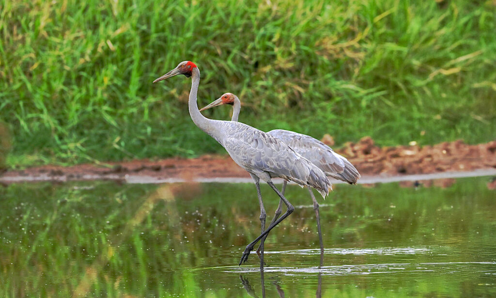 38 Weird and Fascinating Animals You Will Only Find in Australia