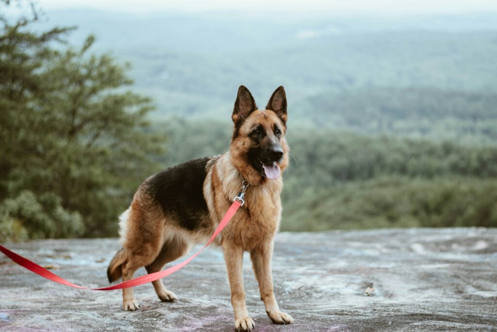 25 Best Guard Dog Breeds to Consider Adding to Your Family