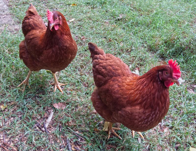 25 of the Most Beautiful Domesticated Chickens in America