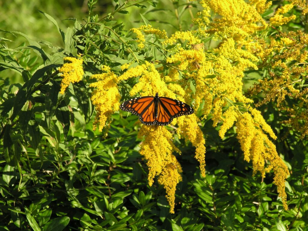 25 Pollinator-Friendly Plants to Support Local Ecosystems in Your Backyard