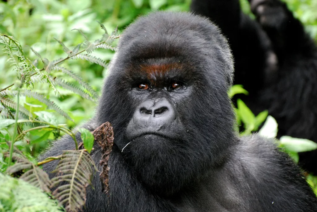 25 Reasons a Silverback Gorilla Would Demolish 20 Humans in Combat