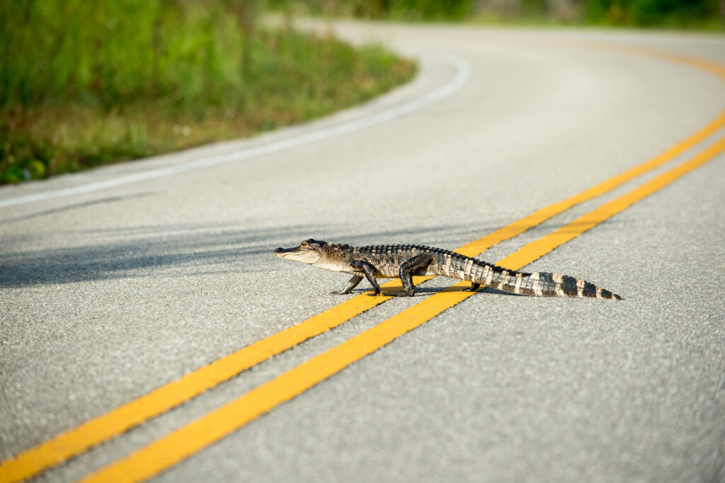 Brake or Swerve? The Ultimate Guide to Navigating 34 Different Animal Crossings