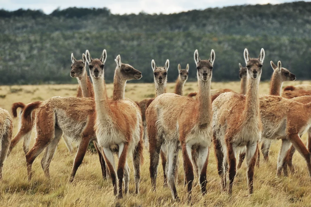 30 Animals That Traded Freedom for Friendship: The Story of Domestication