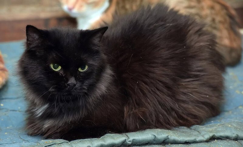 25 Unique Cat Breeds That You’ve Probably Never Seen