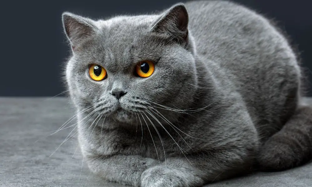 10 Rarest Cat Breeds You’ll See in American Homes