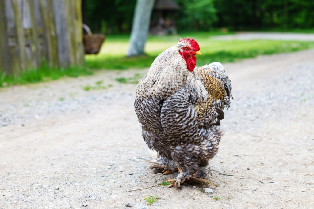 25 of the Most Beautiful Domesticated Chickens in America