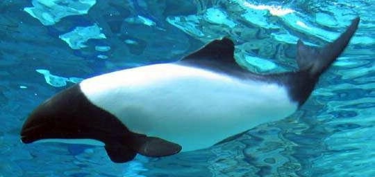 25 Aquatic Mammals You Probably Did Not Know About