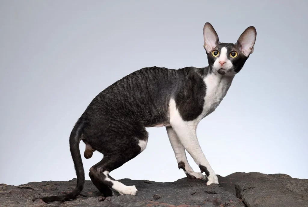 25 Unique Cat Breeds That You’ve Probably Never Seen