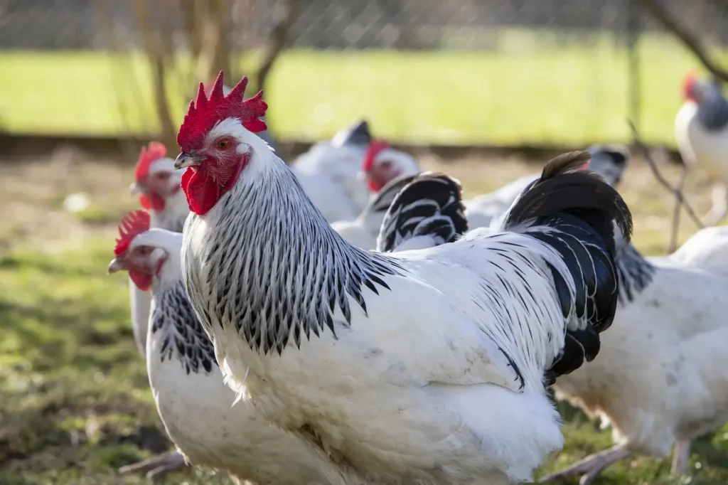 25 of the Most Beautiful Domesticated Chickens in America