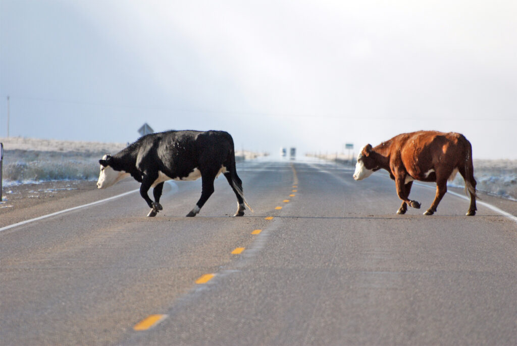 Brake or Swerve? The Ultimate Guide to Navigating 34 Different Animal Crossings