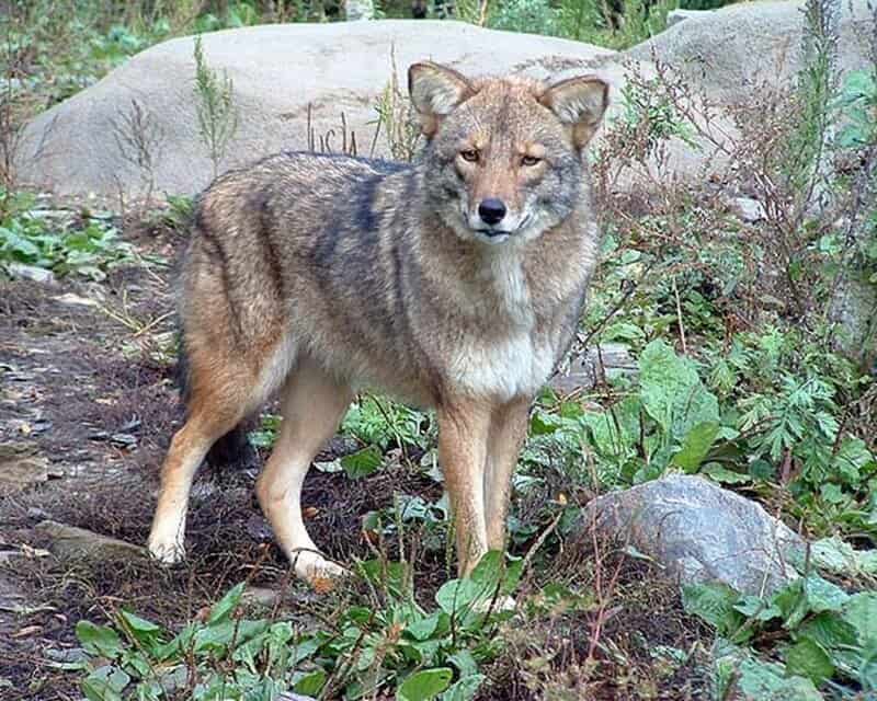 30 Astonishing Animal Hybrids Straight From Nature