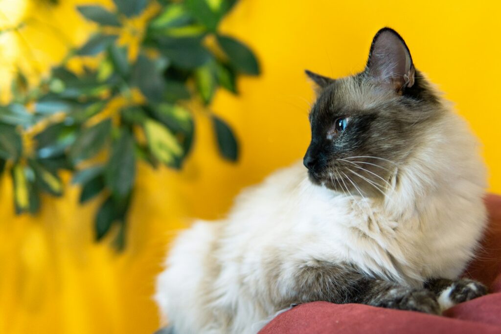 25 Compassionate Cat Breeds Known for Their Remarkable Emotional Intelligence