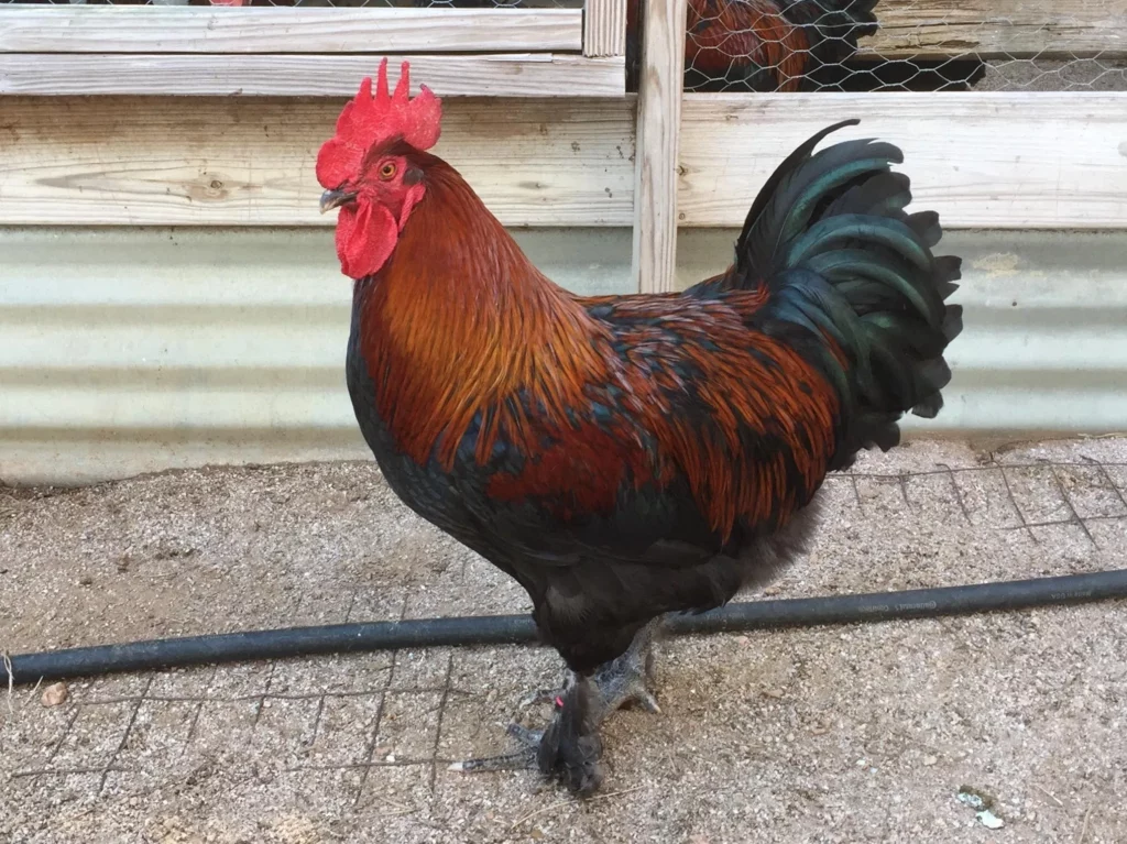 25 of the Most Beautiful Domesticated Chickens in America