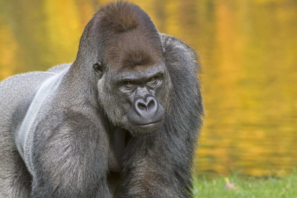 25 Reasons a Silverback Gorilla Would Demolish 20 Humans in Combat