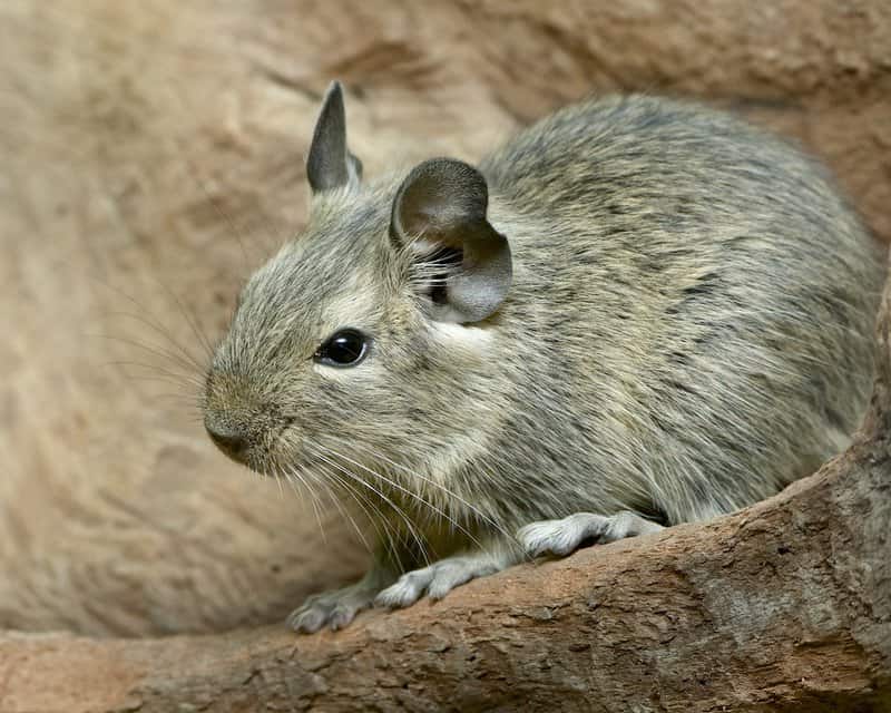 22 Pocket-Sized Pets That Are Perfect Companions