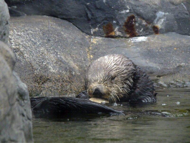 25 Aquatic Mammals You Probably Did Not Know About