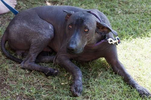 25 Ultra Rare Dog Breeds Now Facing Extinction