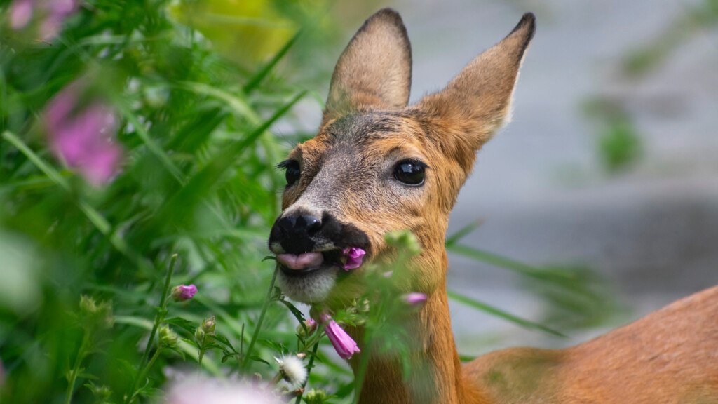 We Found the Best Plants for Keeping Deer Out of Your Garden All Year