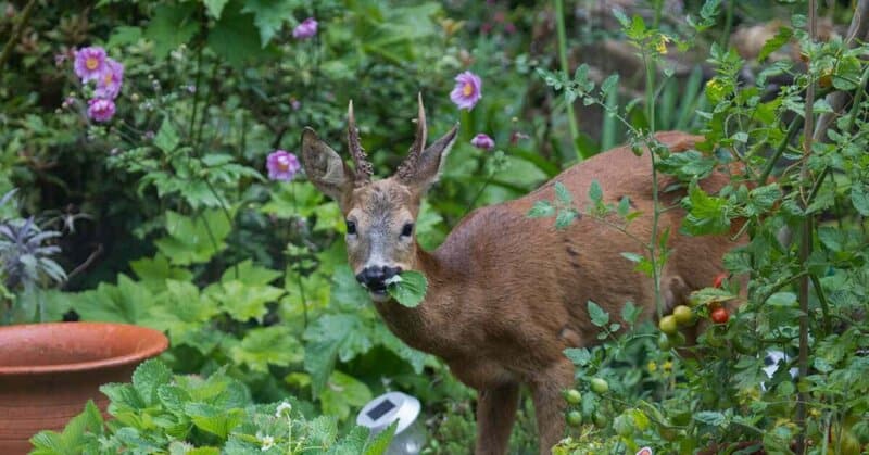 We Found the Best Plants for Keeping Deer Out of Your Garden All Year
