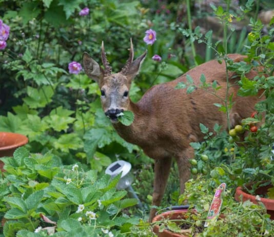 We Found the Best Plants for Keeping Deer Out of Your Garden All Year