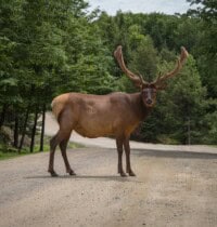 Brake or Swerve? The Ultimate Guide to Navigating 34 Different Animal Crossings