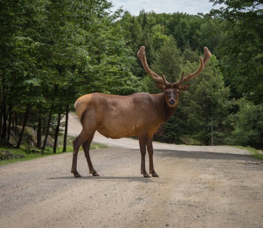 Brake or Swerve? The Ultimate Guide to Navigating 34 Different Animal Crossings