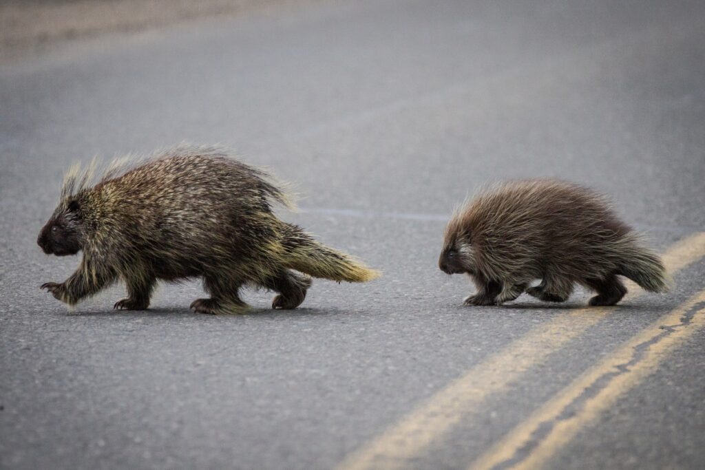 Brake or Swerve? The Ultimate Guide to Navigating 34 Different Animal Crossings